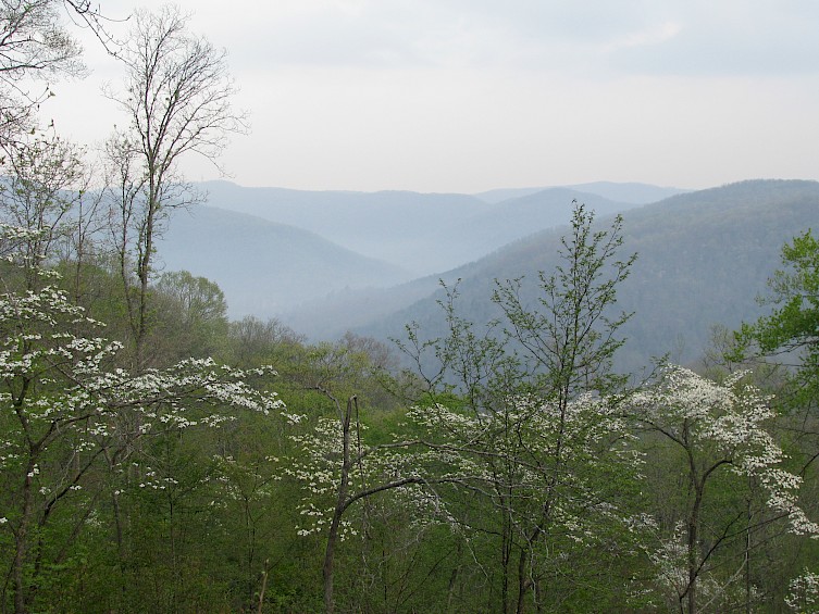 The view of the Dogwoods from Cabin 2